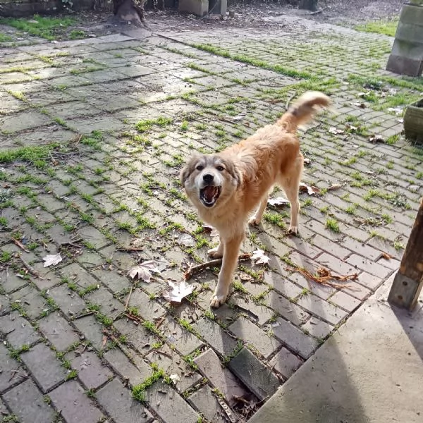 Adozione cucciolo Apollo