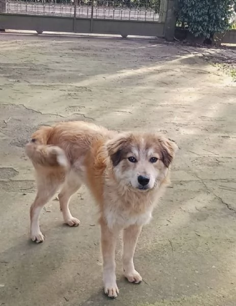 Adozione cucciolo Apollo | Foto 3