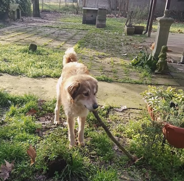 Adozione cucciolo Apollo | Foto 2