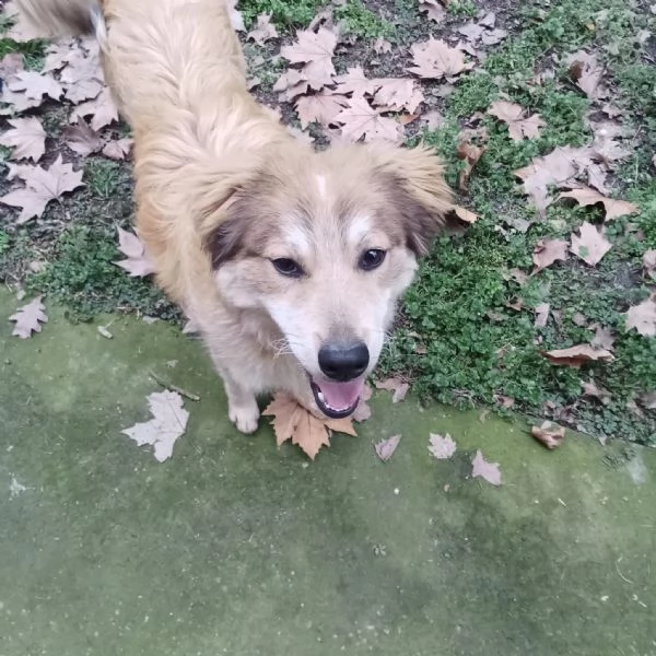 Adozione cucciolo Apollo | Foto 1