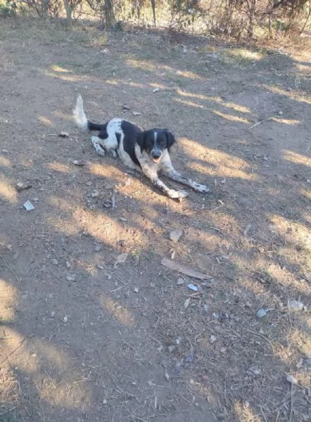 Adozione simil setterina Betty  | Foto 1