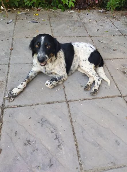 Adozione simil setterina Betty  | Foto 0