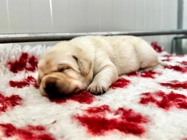 Cucciolata di labrador retriever disponibile | Foto 4