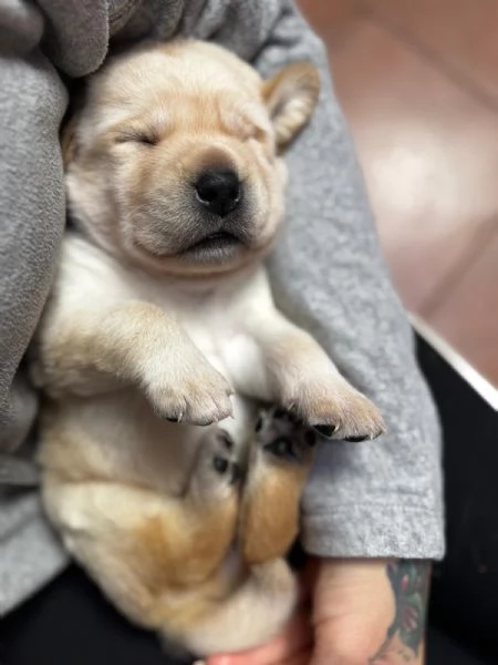 Cucciolata di labrador retriever disponibile | Foto 3