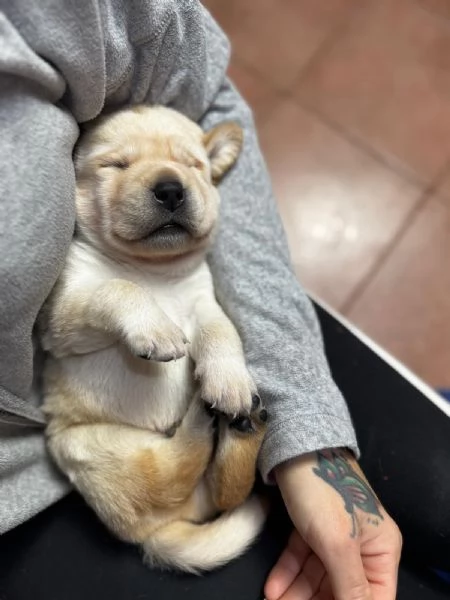 Cucciolata di labrador retriever disponibile | Foto 2