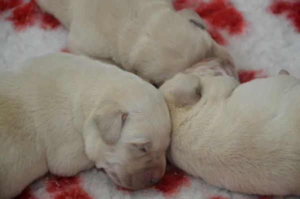 Cucciolata di labrador retriever disponibile | Foto 1