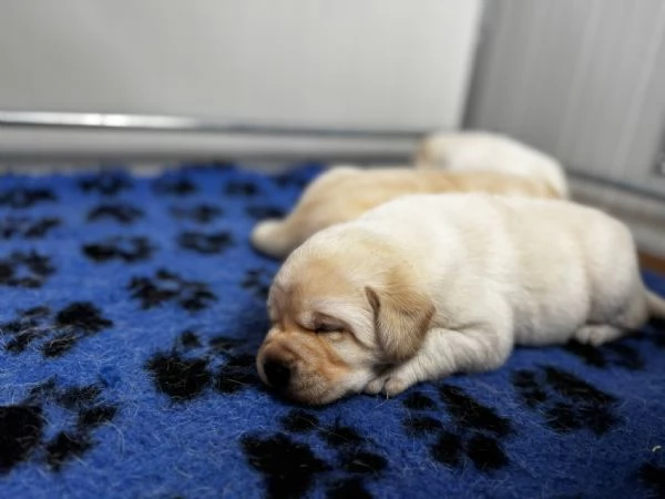 Cucciolata di labrador retriever disponibile | Foto 0