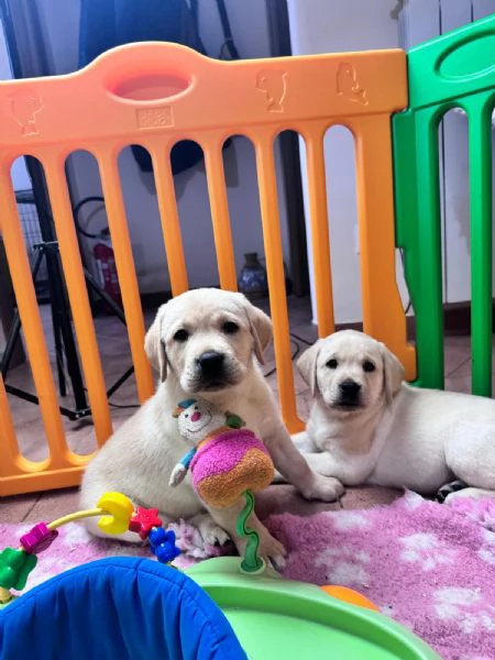 Cuccioli di labrador retriever disponibili | Foto 4