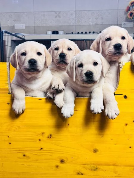 Cuccioli di labrador retriever disponibili | Foto 3
