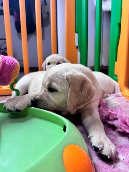 Cuccioli di labrador retriever disponibili | Foto 0