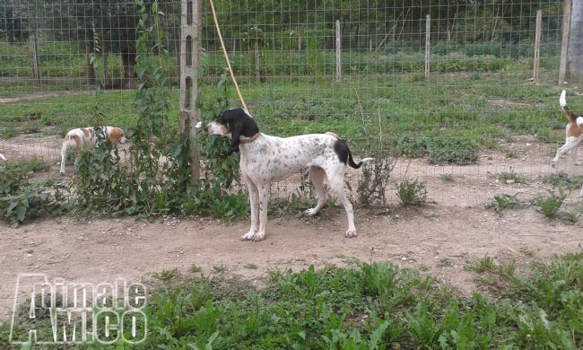Vendita Da Privato A Aq Cani Addestrati Per La Caccia Al Cinghiale
