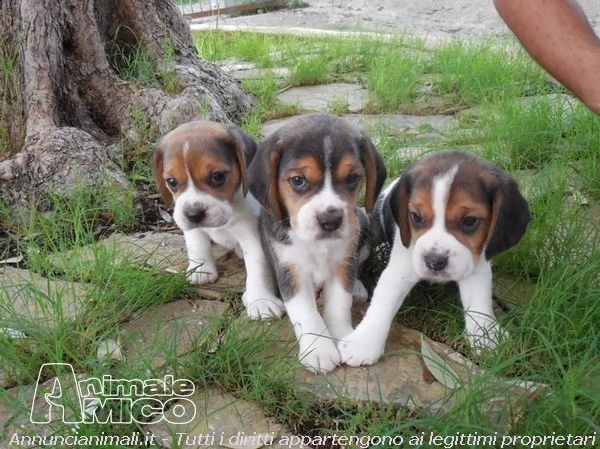  beagle cuccioli | Foto 4