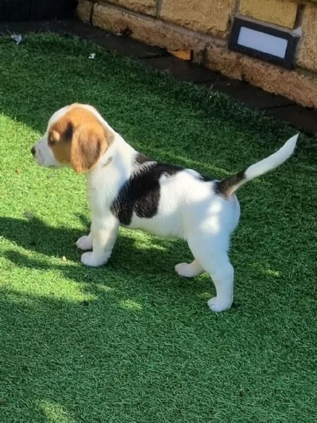  beagle cuccioli | Foto 3