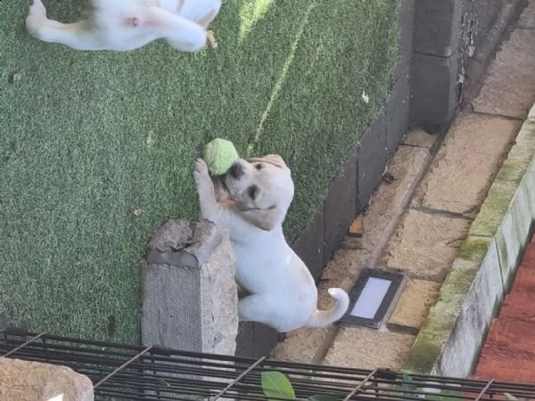  beagle cuccioli | Foto 2