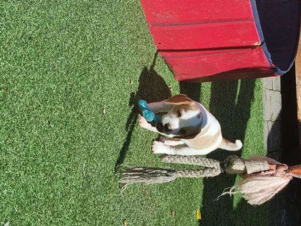  beagle cuccioli | Foto 1