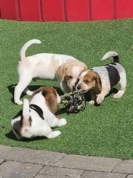  beagle cuccioli