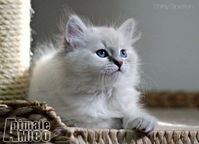 Vendita Cucciolo Siberiano Da Privato A Cuccioli Di Gatto Siberiano