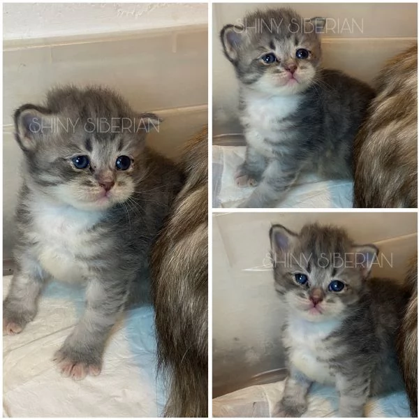 Cuccioli di gatto siberiano disponibili | Foto 0