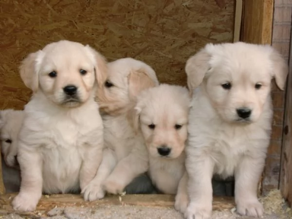 cuccioli golden retriever