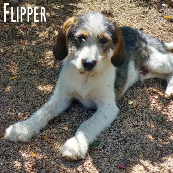 flipper cucciolotto fantastico! | Foto 5