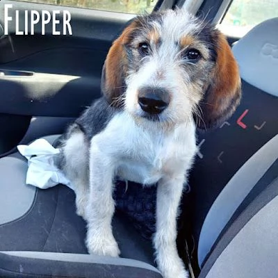 flipper cucciolotto fantastico! | Foto 4