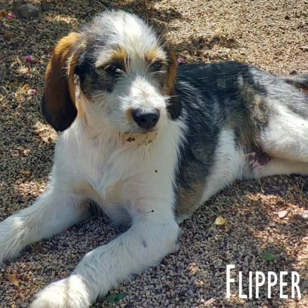 flipper cucciolotto fantastico! | Foto 3