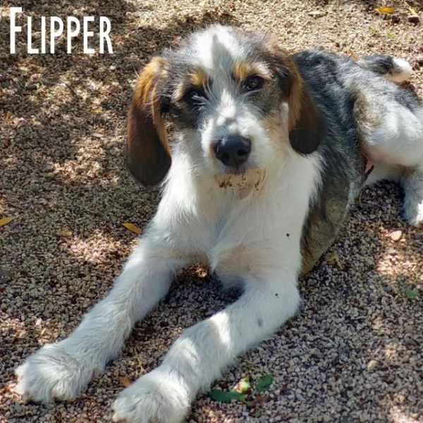 flipper cucciolotto fantastico! | Foto 2