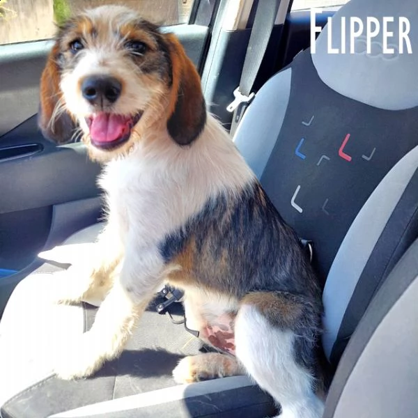 flipper cucciolotto fantastico! | Foto 1