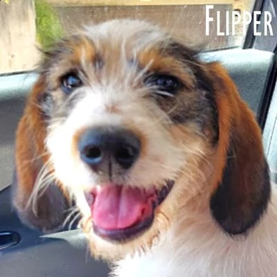 flipper cucciolotto fantastico!