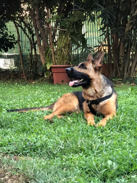 ambra bellissima lupetta 