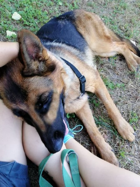ambra bellissima lupetta  | Foto 0