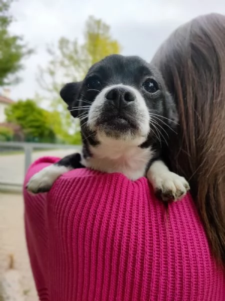 Chihuahua cuccioli | Foto 6