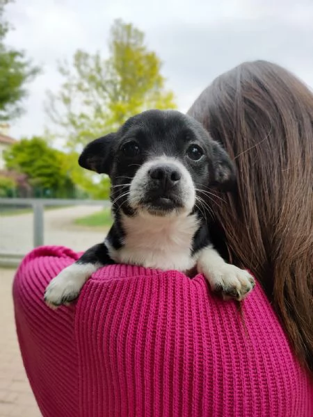 Chihuahua cuccioli | Foto 5