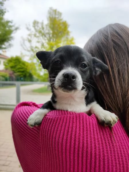 Chihuahua cuccioli