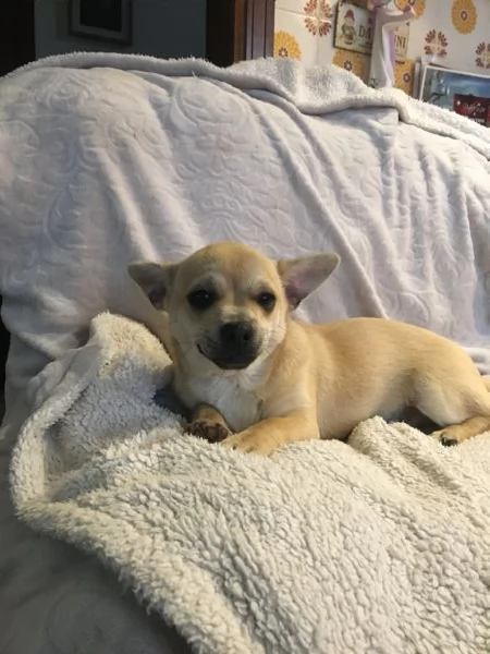 Chihuahua cuccioli | Foto 4