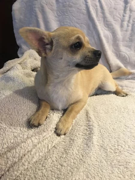 Chihuahua cuccioli | Foto 3