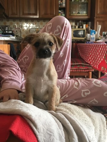 Cucciolo mix maltese  chihuahua