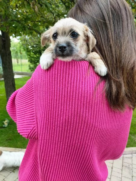 Cucciolo mix maltese  chihuahua | Foto 2