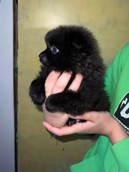 stupendi cuccioli di volpino di pomerania | Foto 0