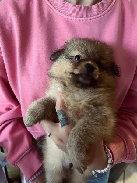 stupendi cuccioli di volpino di pomerania