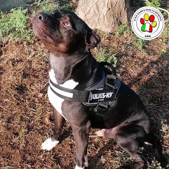 ron, meraviglioso amstaff abbandonato  | Foto 1