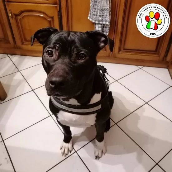 ron, meraviglioso amstaff abbandonato  | Foto 0