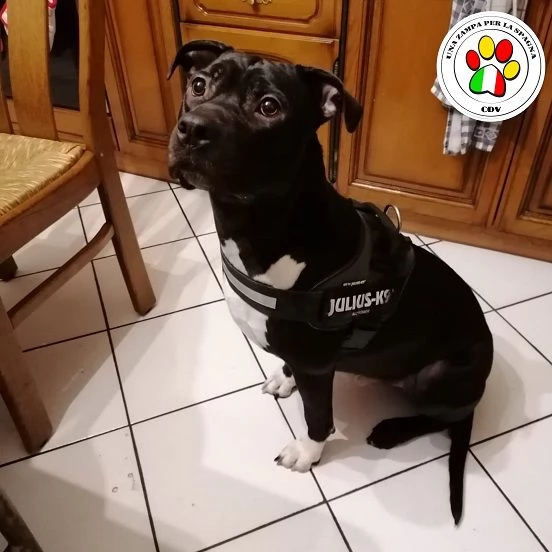 ron, meraviglioso amstaff abbandonato 