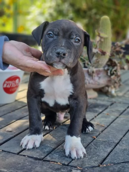 Cuccioli Amstaff in Puglia | Foto 2