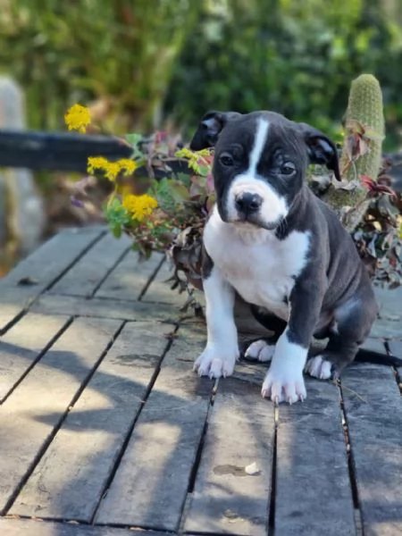 Cuccioli Amstaff in Puglia | Foto 1