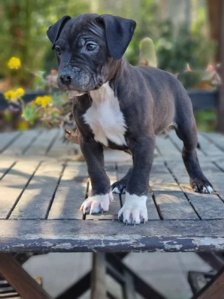 Cuccioli Amstaff in Puglia | Foto 0