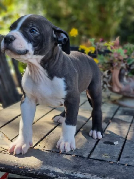 Cuccioli Amstaff in Puglia