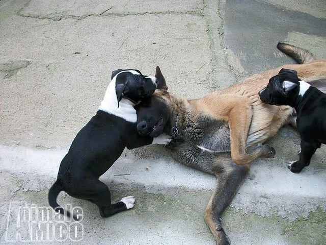 cuccioli e allevamento amstaff in puglia | Foto 3