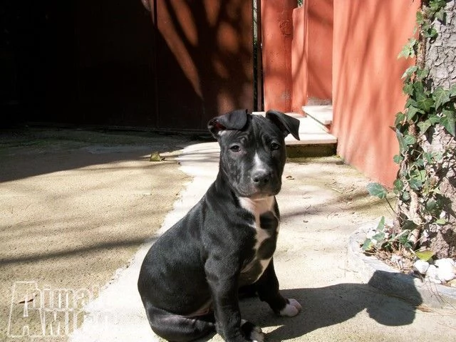 cuccioli e allevamento amstaff in puglia | Foto 2