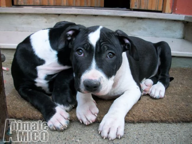 cuccioli e allevamento amstaff in puglia